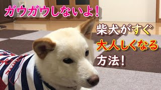ガウガウして困った時はこれ！柴犬が大人しくなる方法はこれで決まりです。【借りた猫みたいに可愛くなる柴犬ノン】