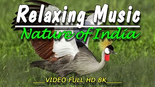 travel to india • Beautiful, Soft &  Relaxing Piano Music • Soothing Relaxation - music lyrics screenshot 2