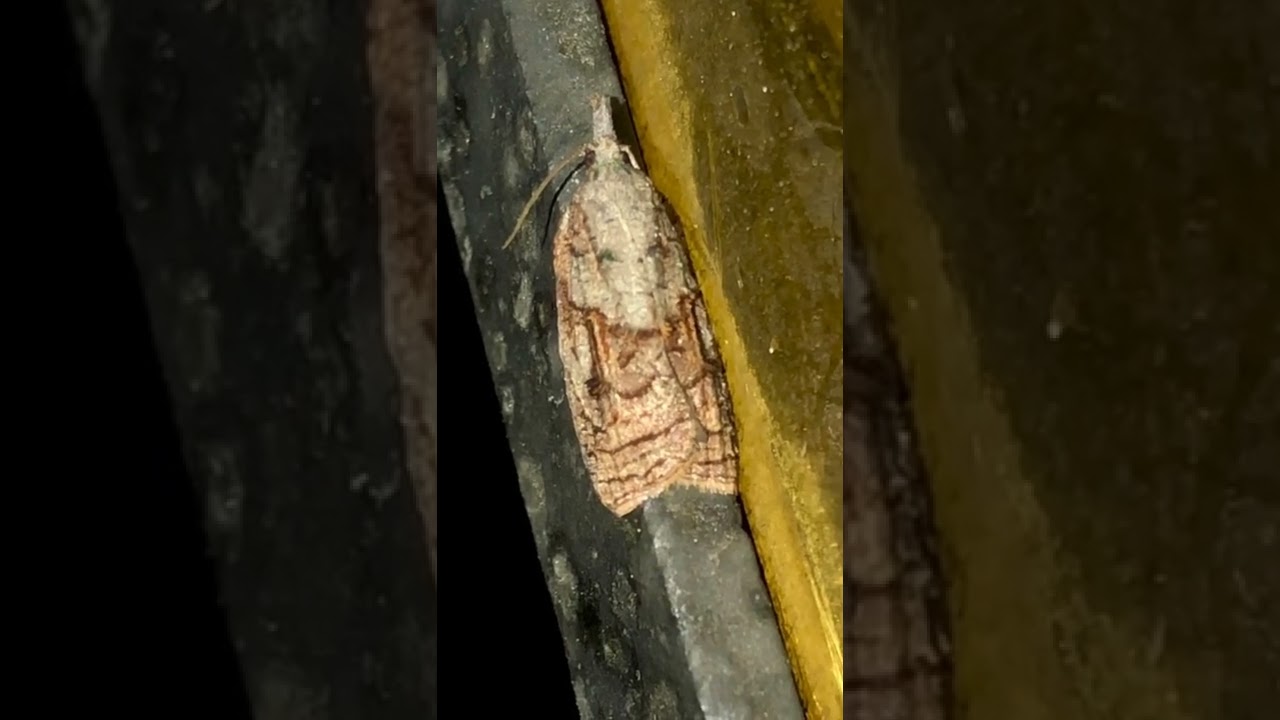 Tufted Apple Bud Moth resting on the metal lamp cover
