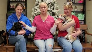 PA animal shelter helping new rescues after all animals were adopted