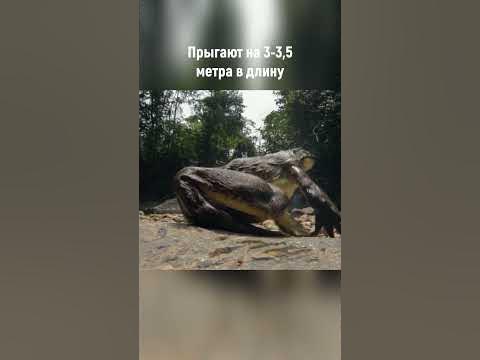 Эта самая большая лягушка в мире не умеет квакать🐸 Лягушка-Голиаф - YouTube