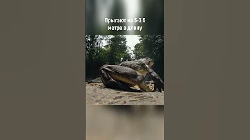 Эта самая большая лягушка в мире не умеет квакать🐸 Лягушка-Голиаф