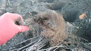 24.11.25. Висадка Підщепи 54-118 Власного Виробництва.