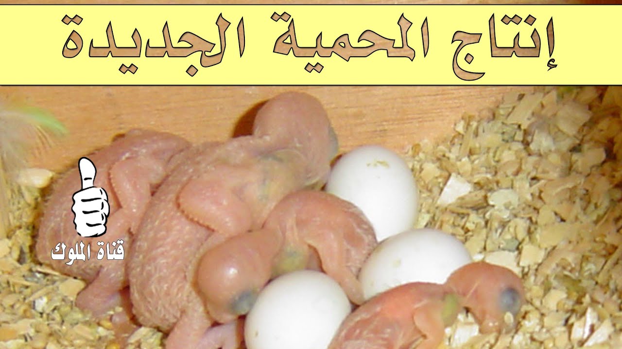 Можно ли под курицу подкладывать яйца. Яйца волнистых попугаев. Птенцы волнистых попугаев. Неразлучник высиживает яйцо. Курица высиживает цыплят.