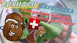 картинка: Реанимация орхидеи без корней 1.7 в кокосовом субстрате.