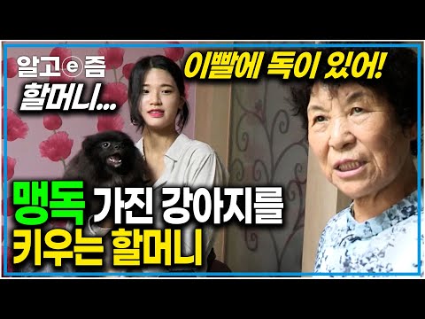 &amp;quot;이빨 봐! 완전 사자 이빨이야&amp;quot; 유독 심하게 할머니를 싫어하는 강아지｜외국개라 한국말 못 알아듣는 개｜독이 있는 개｜세상에 나쁜 개는 없다｜알고e즘