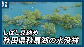 【探訪】湖上に繁る輝く若葉　しばしの別れ　秋田・秋扇湖の水没林