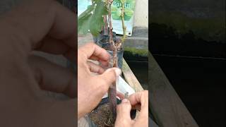 the grafting plastic must be opened, don't forget #agroculture #farmingtips #gardening