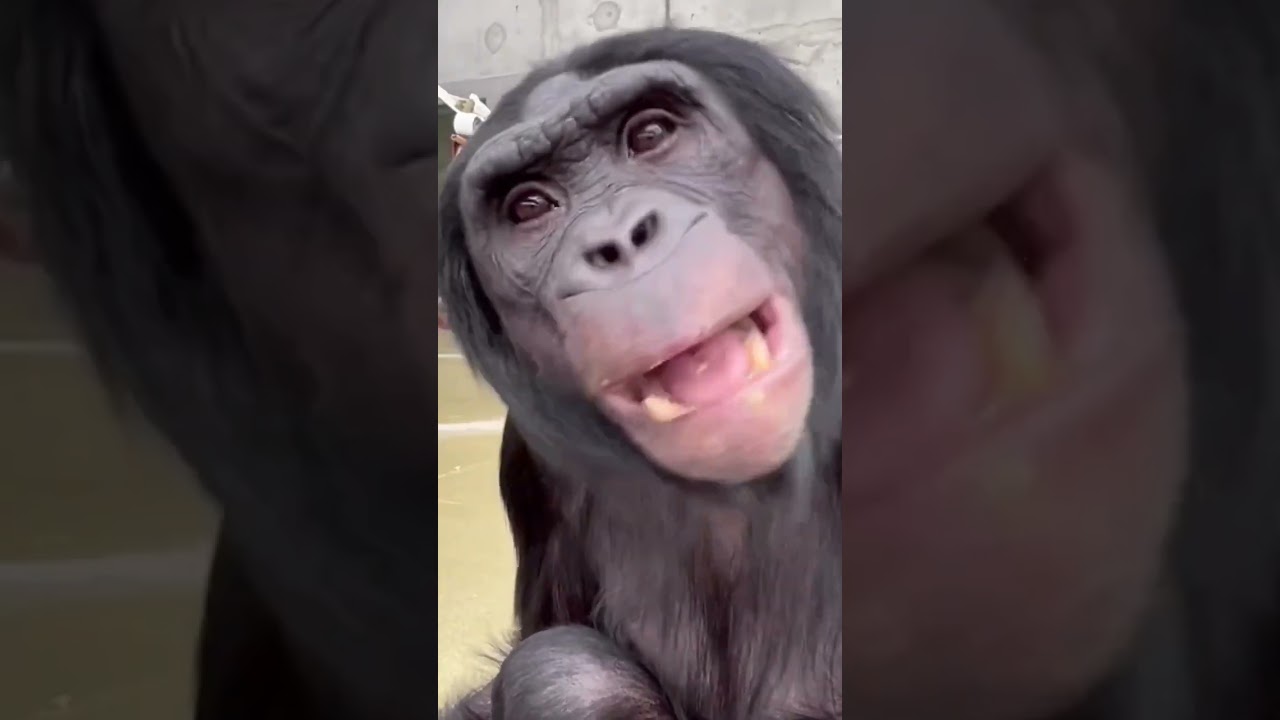 Communication is key to bonobo social bonding! Matching the bonobos’ vocalizations, gestures, and be