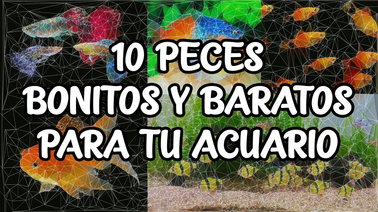 10 PECES BONITOS y ECONÓMICOS para tu ACUARIO | AcuariosLP