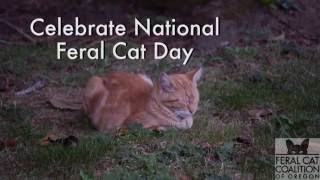 National Feral Cat Day 2016 by Feral Cat Coalition of Oregon 217 views 7 years ago 56 seconds