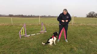 Pup to Pro: Using the wait command for your agility start line