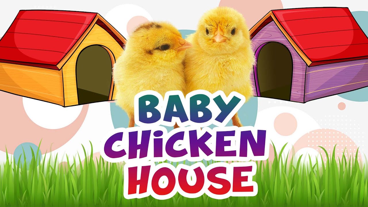 Baby Chicken House Chuza Home YouTube
