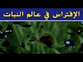 الإفتراس في عالم النبات 