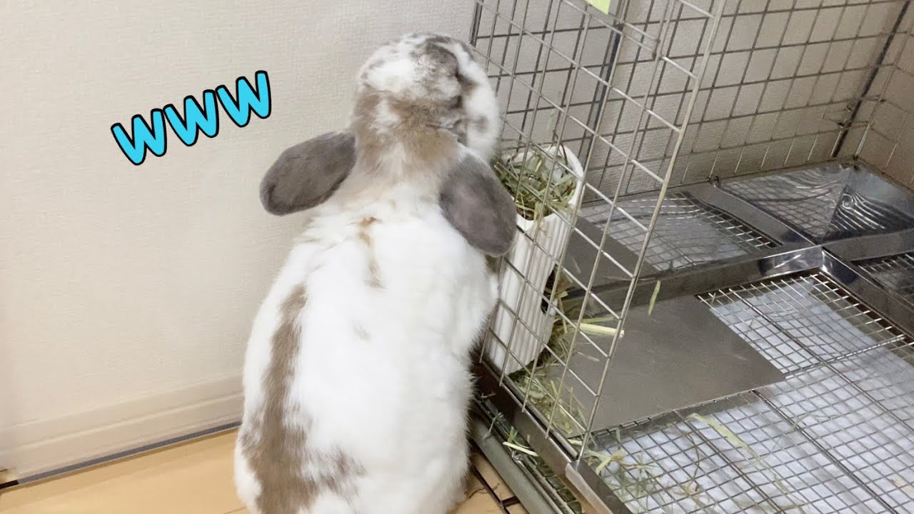 97 Rabbit ボケ狙いで、チモシーをケージの外から食べるウサギ【No.97】Rabbit tries to make us laugh. - YouTube