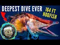 Spearfishing Bahamas Deepest Dive Ever {164 ft Hogfish}