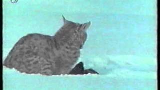 Mink vs Bobcat