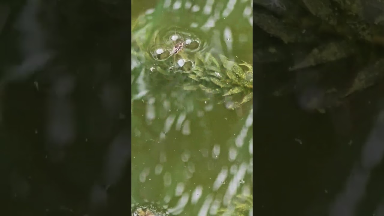 ​Bioacústica de Superficie Control de Comportamiento del Zapatero de Agua Gerridae