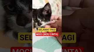 Selamat pagi kucing moci mou cinta #kucingku #kucinglucu #cats
