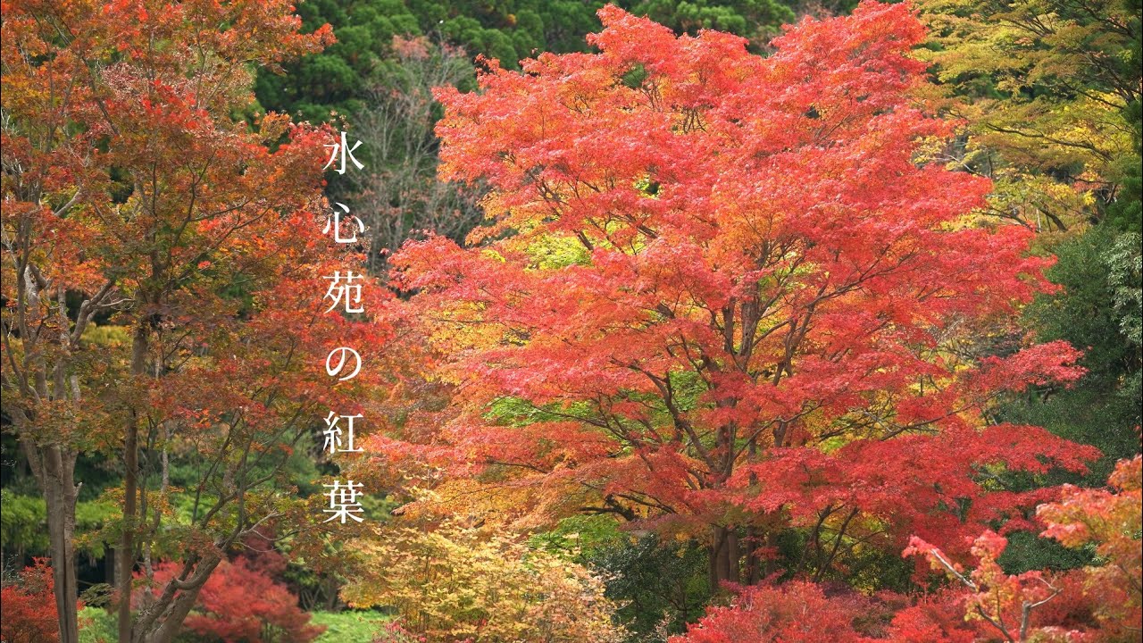 🍁水心苑の紅葉（小泉潟公園）🍁《秋田市》「カメラ散歩【4k