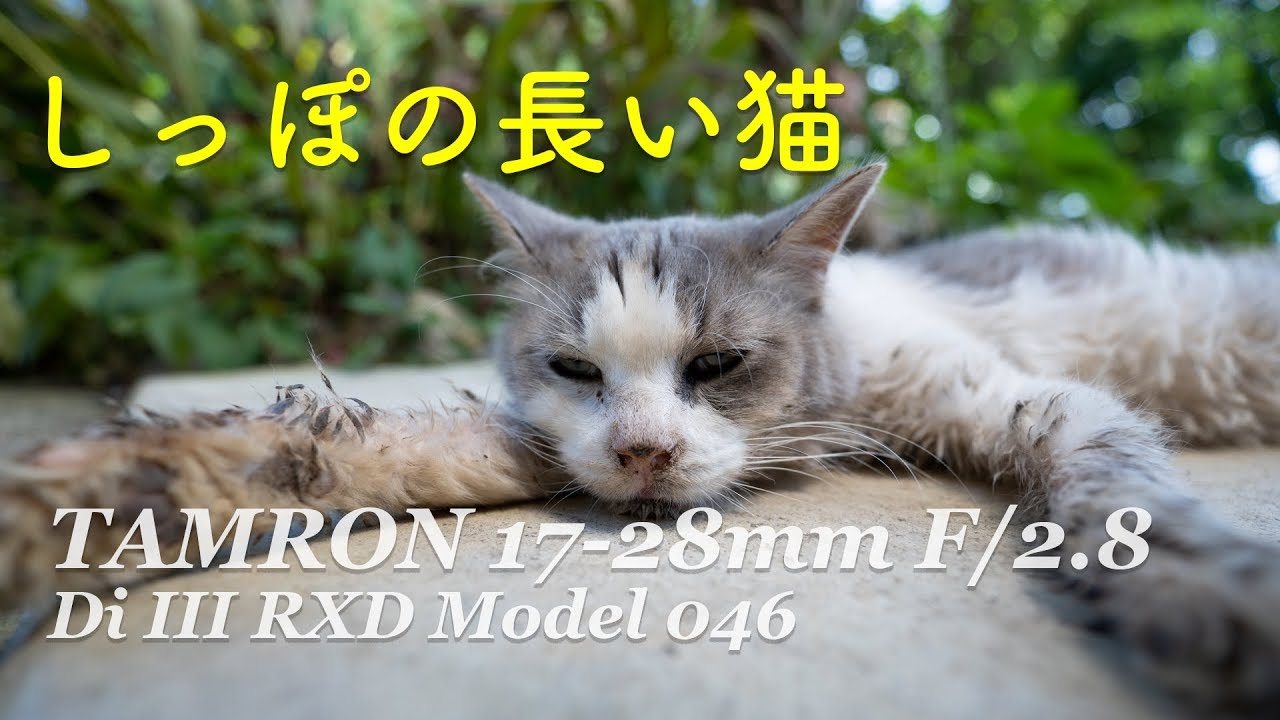 [4K] しっぽの長い猫  TAMRON 17-28mm F/2.8
