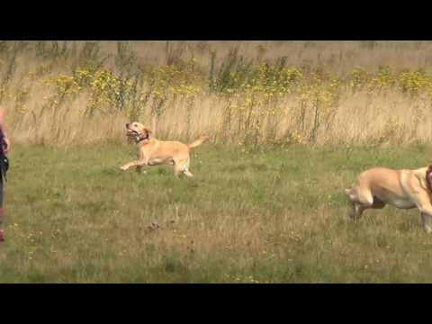 puppy-dog-hotel-holiday-coco-poppy-jack-percy-and-sparky