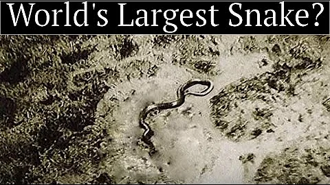 The Full Story of the Giant Congo Snake Photo