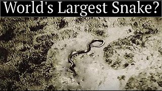 The Full Story of the Giant Congo Snake Photo