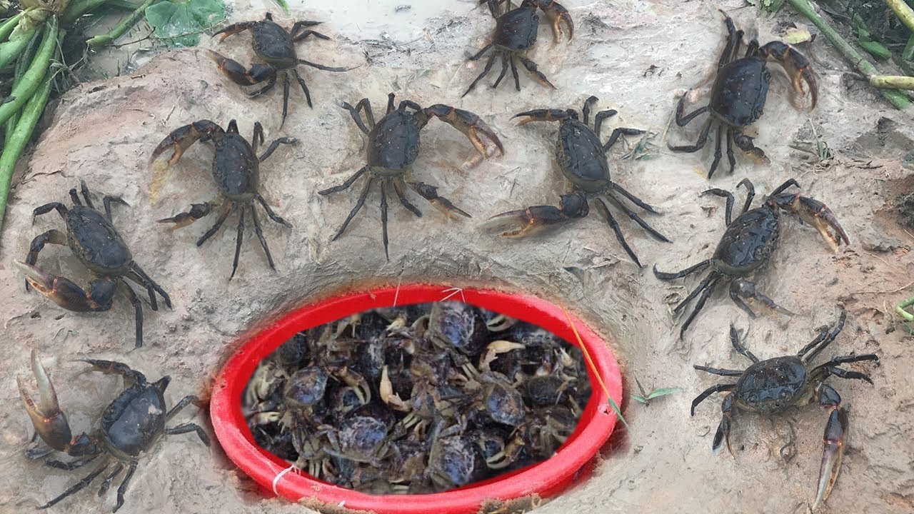 Easy Deep Hole Crabs Trap Using Plastic Buckets 