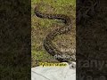 python snake release #viralchallenge #junglehunter #wildliferescue #python #youtube #1millionviews