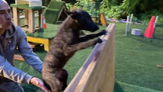 Dutch Shepherds vs Belgian Malinois: Puppy Jumping Wars! Part1