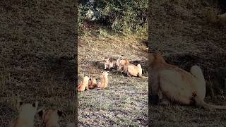 The Tiny Lion Cubs Wouldn’t Stop Calling For Their Mother 🦁