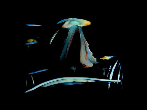 Sub Focus - Fine Day (Visualiser)