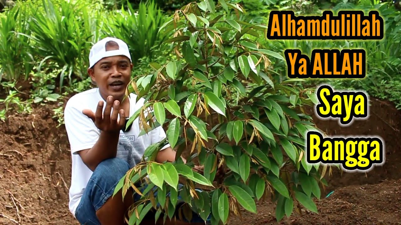 Durian Super tembaga  // Tumbuh Sempurna Dengan Cara Pake System Busut