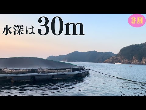 【チヌ・筏かかり釣り】まさに怪物達の巣窟！！いま人気の渡船屋！  NISHIBORI渡船でグレ狙ってみた！！！ in三重県 方座浦