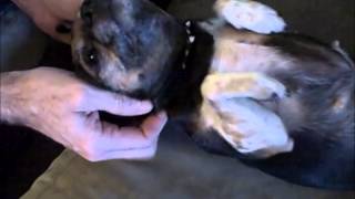 Pixie the CHUG gets a massage