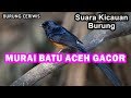 SUARA KICAUAN BURUNG MURAI BATU SUMATRA ACEH GACOR COCOK BUAT MASTERAN