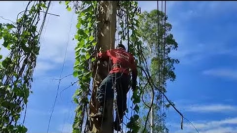 Cưa cây bạch đàn to nhiều dây cóc. Gần dây điện ,Cưa cây kỹ thuật cao