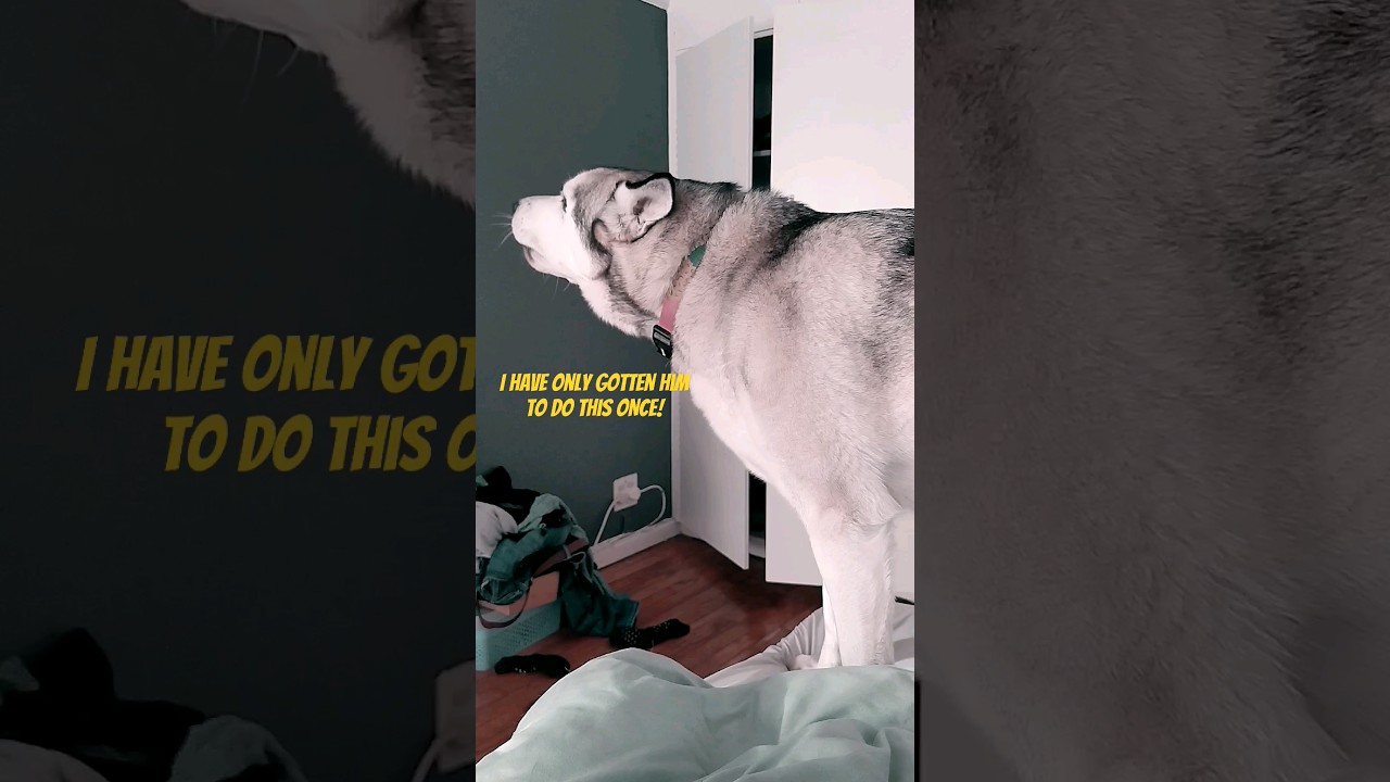 HE WAS SO PROUD:Husky's first *howl*captured 
