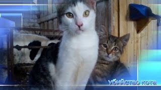 Убийство кота Убийство кота