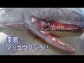 【ビーチコーミング2025夏】#whalestranding 真夏のビーチコーミング、クジラ漂着、そして意外な出会いも!#beachcombing ※少し閲覧注意
