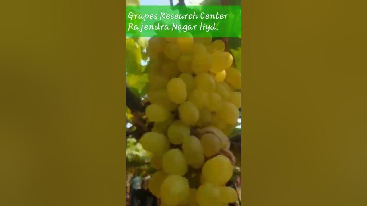Grapes Research Station Rajendra Nagar Hyderabad Agriculture