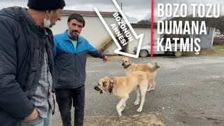 KANGAL BOZOYA ZİYARETE GİTTİK MALESEF ÜZÜCÜ HABER