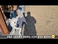 우도에서 온 오공이 / 세번째 병행산책 / 초고난도 사회화 교육