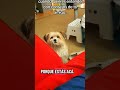 Cuando quieres enteder los consejos de tu perruno...