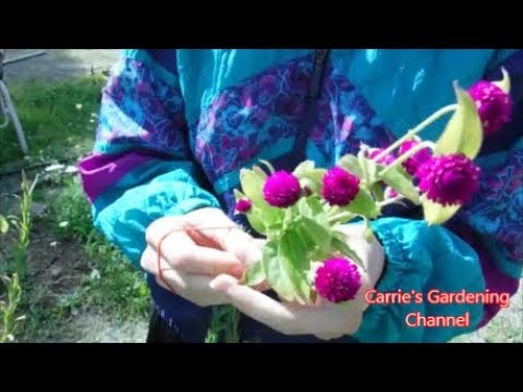 comment sécher Gomphrena fleurs