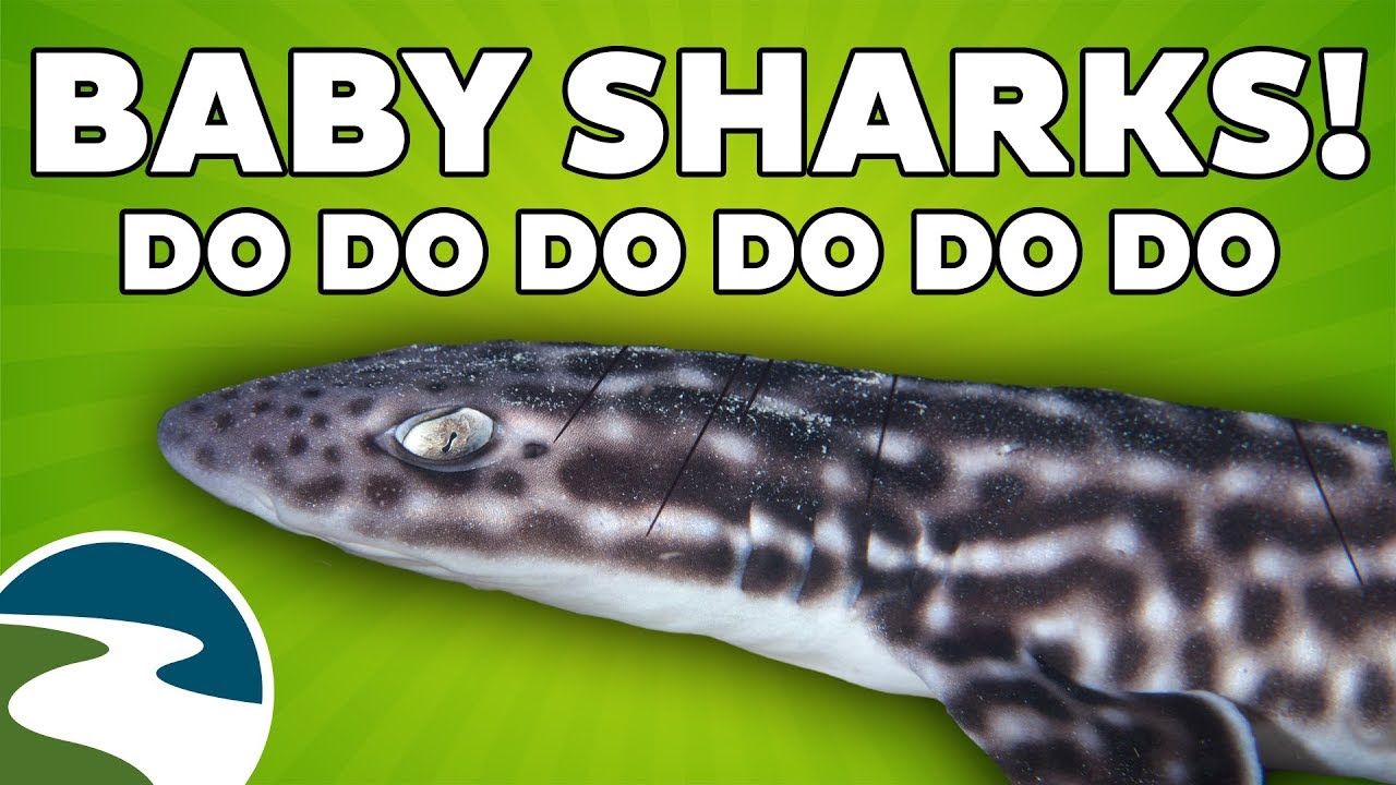 Baby sharks (do do do do do do) at the River Museum