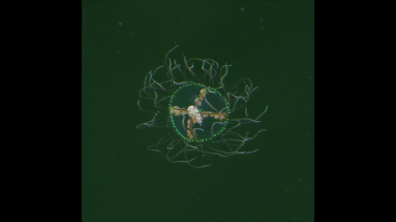 Gonionemus vertens / Japanse Kruiskwal / Exotic jellyfish at Zeeland Veerse meer 26-08-2016 XerroR