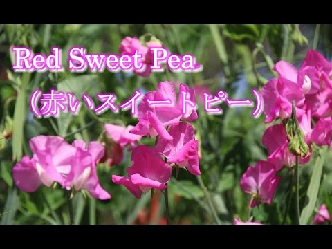 赤いスイートピー/Red Sweet Pea(松田聖子）　CLZ-Style