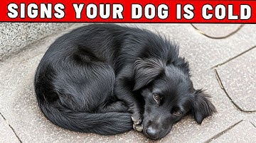 5 Signs That Your Dog Is Cold